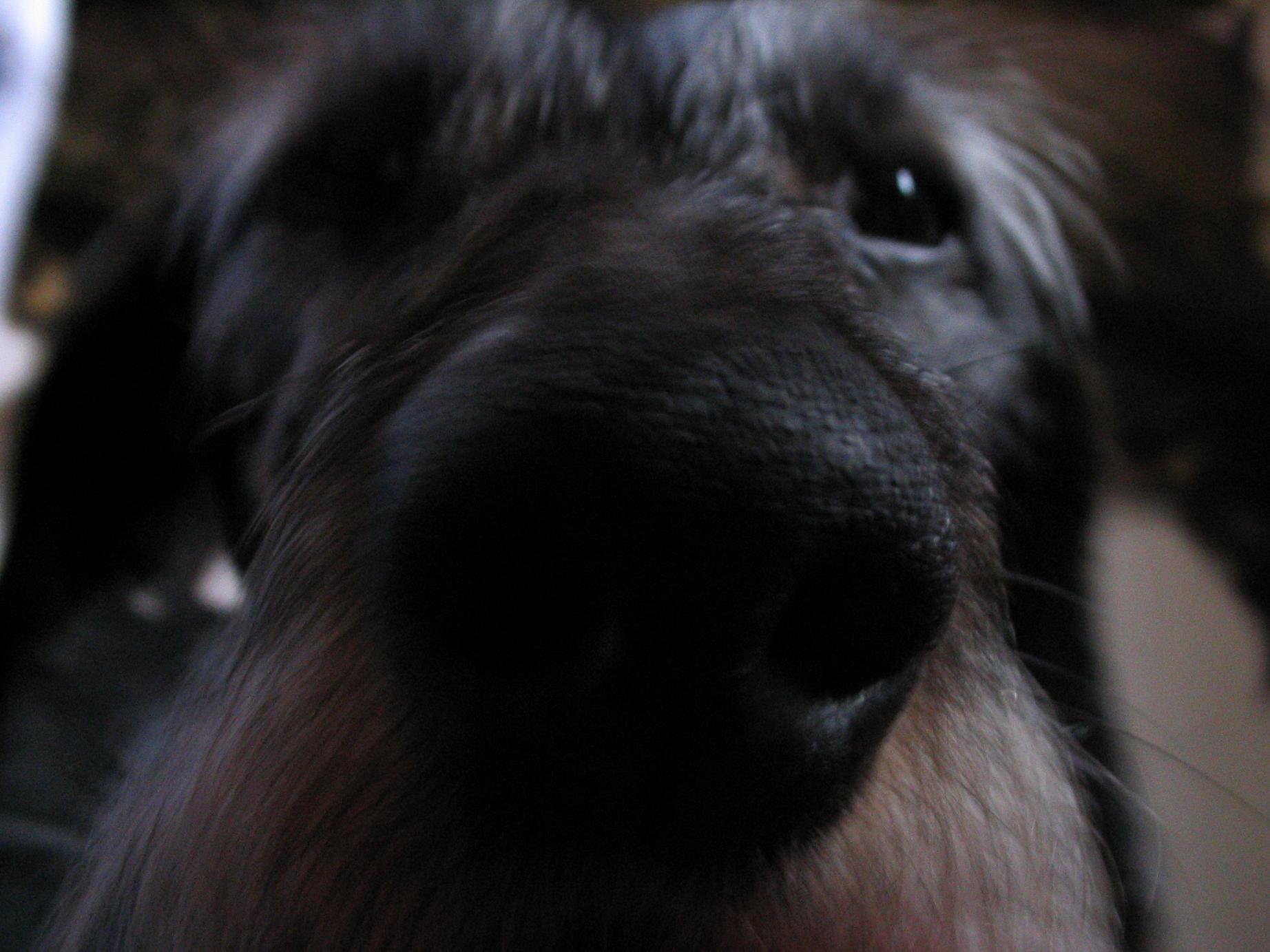 lab